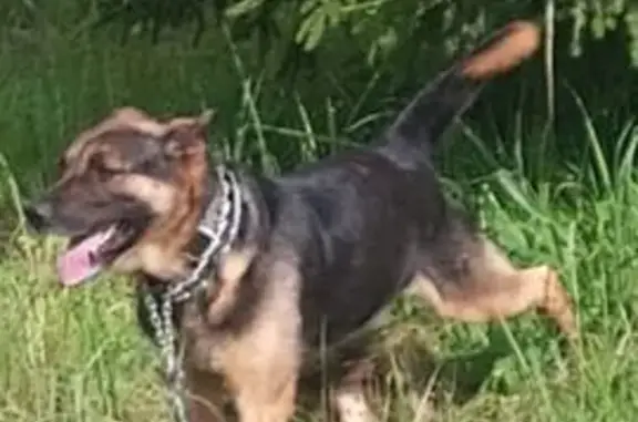 Собака найдена: Коковчинский с/с, Н3501