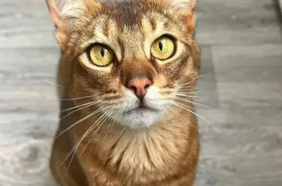 Кошки потеряшки, Рязанская область, фото: Потеряшка абиссинка, Касимов, Рязань