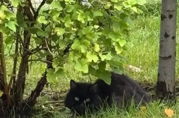 Кошка найдена: Ершова, 62В к2, Казань