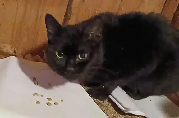 Найдена кошка, Касли, фото: Кошка найдена: ул. Розы Люксембург, Касли