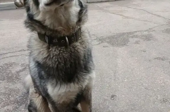 Найдена собака, Чита, фото: Найдена собака, 13, Чита