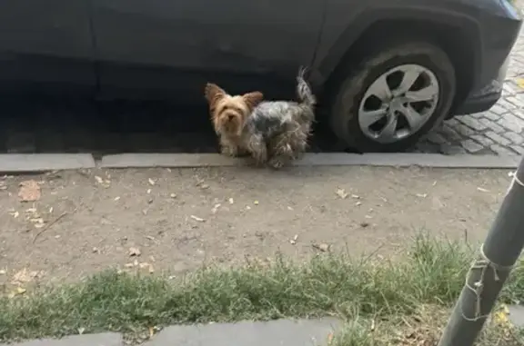 Найдена собака, , фото: Найдена собака, Лесная ул., Москва