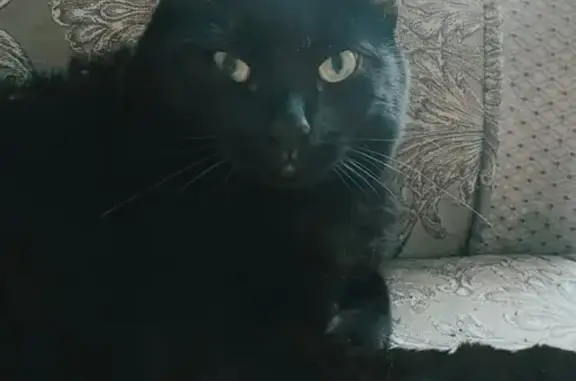 Кошки потеряшки, Курган, фото: Потеряшка черная кошка, Заозерный 6, д. 10А