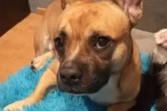 Собаки потеряшки, Калининград, фото: Потеряшка собака на ул. Радищева, Калининград