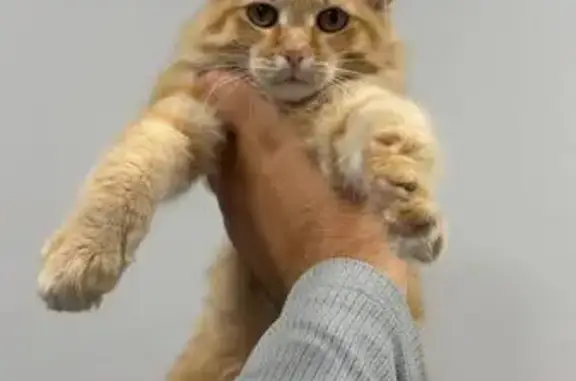 Найдена кошка, Красноярск, фото: Кошка найдена, ул. Кутузова, Красноярск