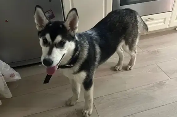 Найдена хаски, Бородинская ул. 19, Подольск