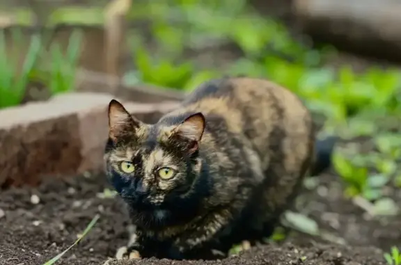 Кошки потеряшки, Мелеуз, фото: Потеряшка кошка, Левонабережная 62, Мелеуз