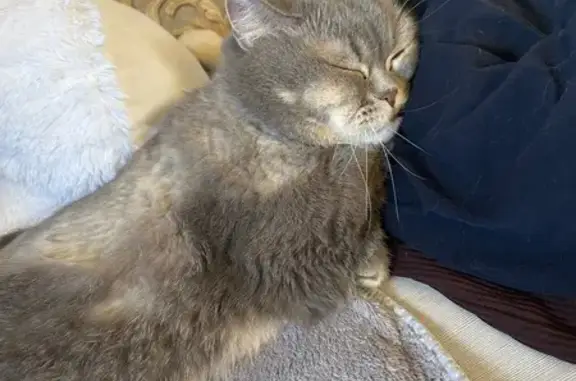 Пропала кошка, Советская ул., Новая Терновка