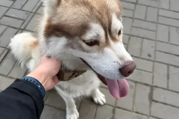 Рыжий кобель найден: Рельсовая ул, 1 с4