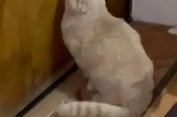 Кошки потеряшки, Алагирский район, фото: Потеряшка кошка, Северная Осетия — Алания