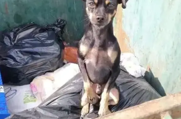 Собака найдена в баке, Томск, Томская обл.