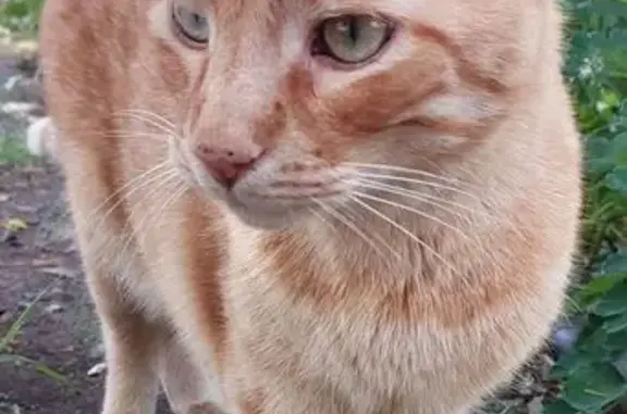 Пропала кошка, Уральский пер., 28, Ростов
