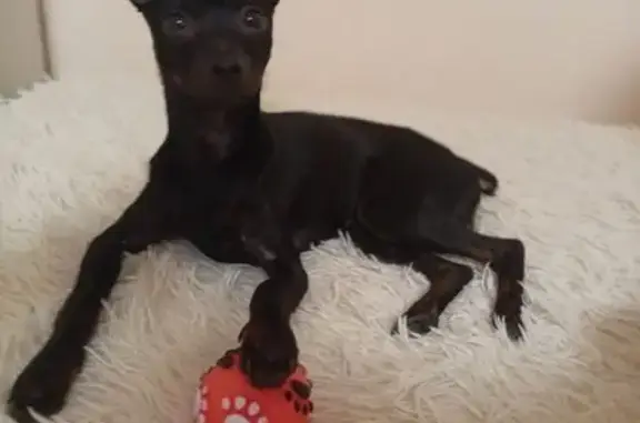 Собака найдена в школе №16, Береговая 5, Томск