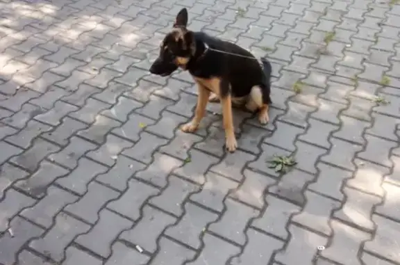 Собака найдена, ул. 40-летия Комсомола