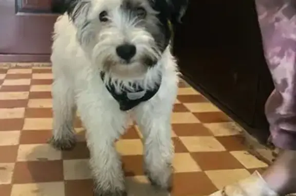 Найдена собака, Новосибирск, фото: Собака найдена: ул. Ползунова, 33, Нск