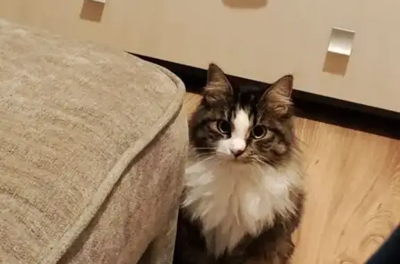 Кошки потеряшки, Тамбов, фото: Потеряшка кошка, ул. Сенько 26А к3, Тамбов