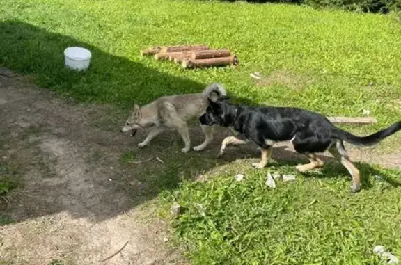Пропала лайка, с. Фетинино-Алепино