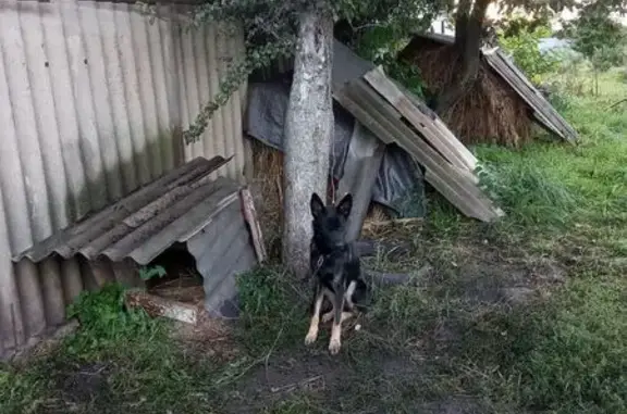 Найдена собака, Курская область, фото: Найдена собака, Марица, Курская обл.