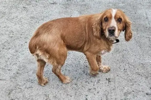 Найдена собака, городской округ Сургут, фото: Сургут: найдена собака на Девятой, 26