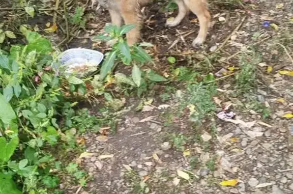 Найдена собака, Иркутск, фото: Найдена собака на Карла Либкнехта, 27