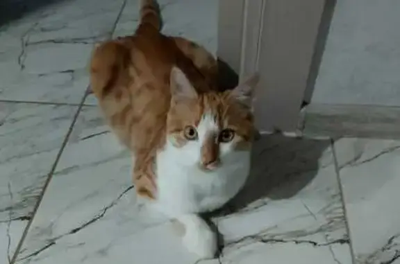 Кошки потеряшки, Крымск, фото: Потеряшка кошка, Зеркальный 14, Крымск