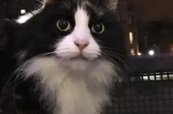 Кошки потеряшки, Московская область, фото: Потеряшка кошка, МО, трехцветная, пушистая