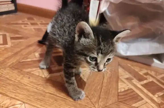 Найдена кошка, Усть-Кинельский, фото: Найдена кошка на Спортивной, 19, Усть-Кинельский