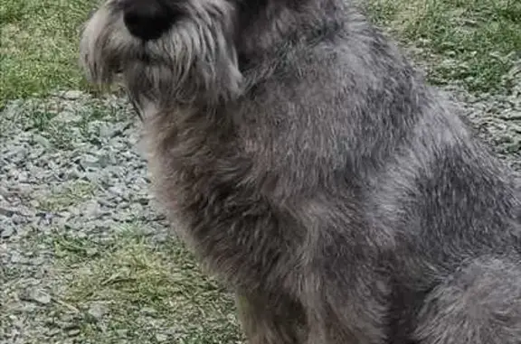 Потерянные животные Салехард, фото: Пропала собака, Овражная ул., Салехард