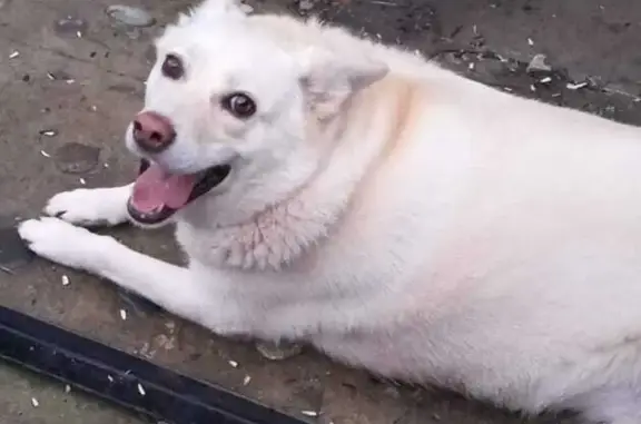 Пропала собака, Эгерский б-р, 40А