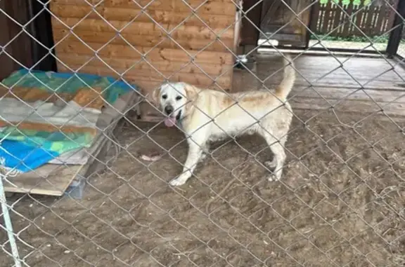 Найден лабрадор, Пермский край, 9