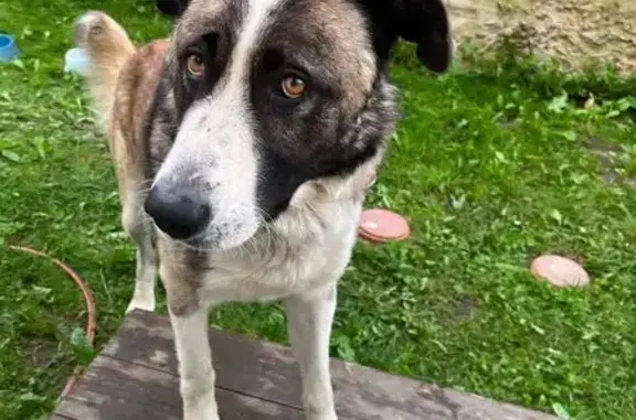 Найдена собака, , фото: Собака найдена: Шоссейная ул., Хапо-Ое