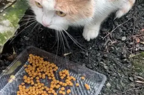 Найдена кошка, Красноярск, фото: Кошка найдена на Урицкого, 41, Красноярск