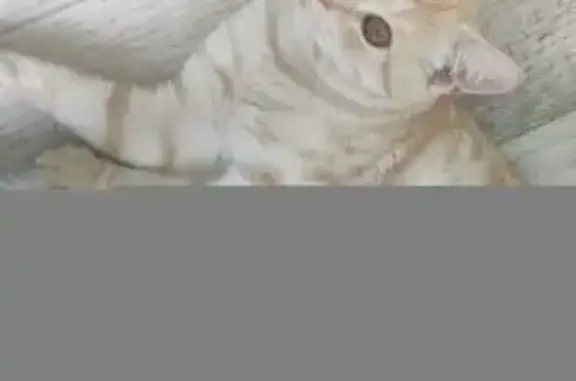 Найдена кошка, , фото: Кошка найдена в Шакше, Уфа, Башкортостан