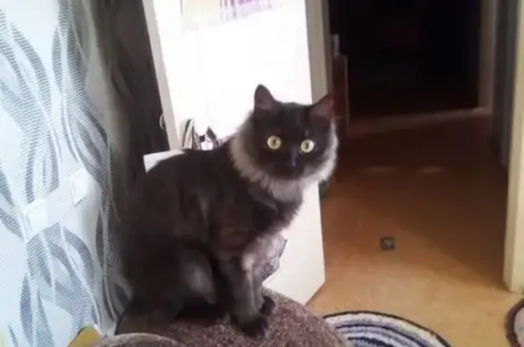 Пропала кошка на ул. Швейников, Кизел