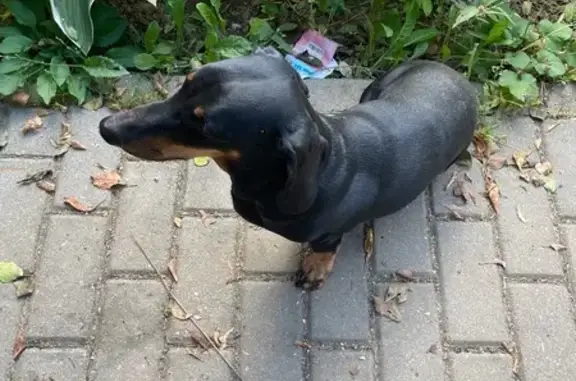 Собака найдена: ул. Мичурина, 11