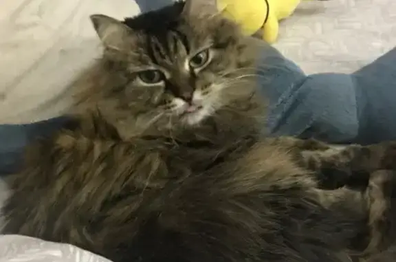 Кошки потеряшки, Урай, фото: Потеряшка кошка, Мирная ул. 11, Урай