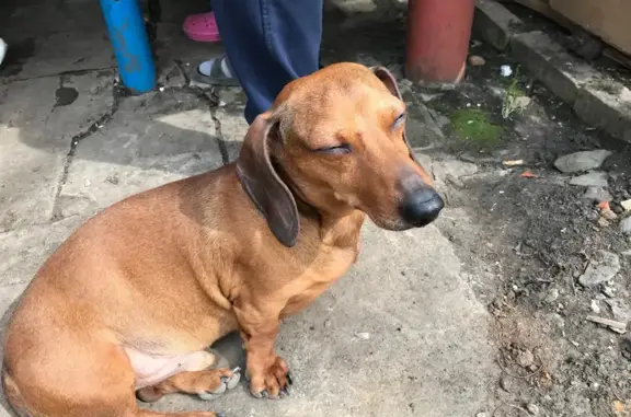 Собаки потеряшки, Белгородская область, фото: Потеряшка такса, район ул. Молодежной, Северный