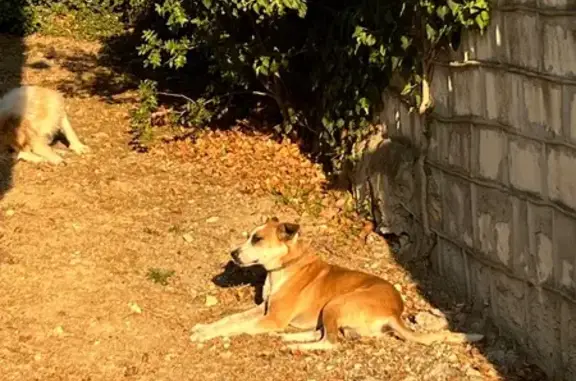 Найдена собака, Севастополь, фото: Собака найдена: Оборонная ул., Севастополь