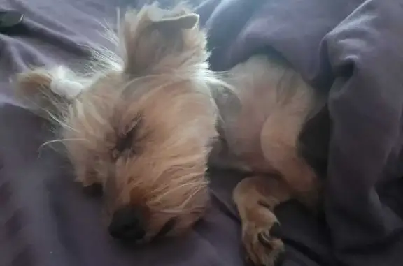 Объявления о пропавших и найденных животных, Тульская область, фото: Пропала собака в Новомосковске, Тула