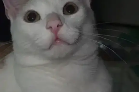 Кошки потеряшки, Томск, фото: Потеряшка кошка, Иркутский тракт 61 с6