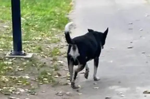 Собака найдена, ул. Щапова, Ярославль