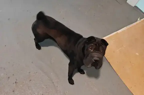 Найдена собака, Иркутск, фото: Собака найдена на Цимлянской 3А, Иркутск