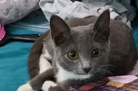 Найдена кошка, Самара, фото: Найдена кошка, Стара-Загора, 99, Самара