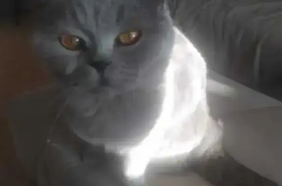 Пропала серая кошка, Свердловская обл.