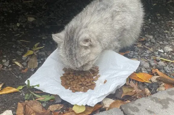 Найдена кошка, Самара, фото: Кошка найдена: 8-я Радиальная, 25, Самара