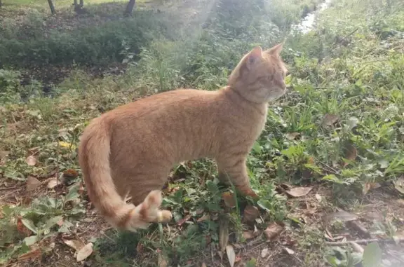 Кошка найдена: Красноярская ул., Москва