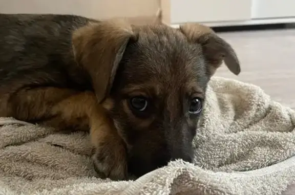 Собака найдена: Висаитова 5/11, Ростов-на-Дону