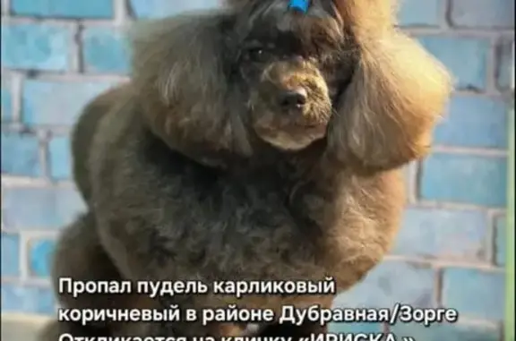 Пропала собака, Казань, Татарстан