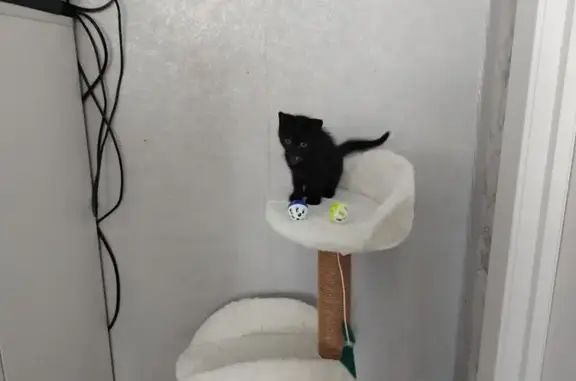 Пропала чёрная кошка, Крестьянская ул., Боровичи