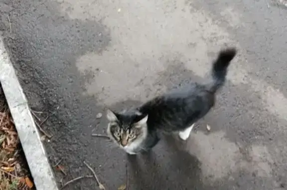 Найдена кошка, Самара, фото: Кошка найдена: Самара, ул. Фадеева, 40